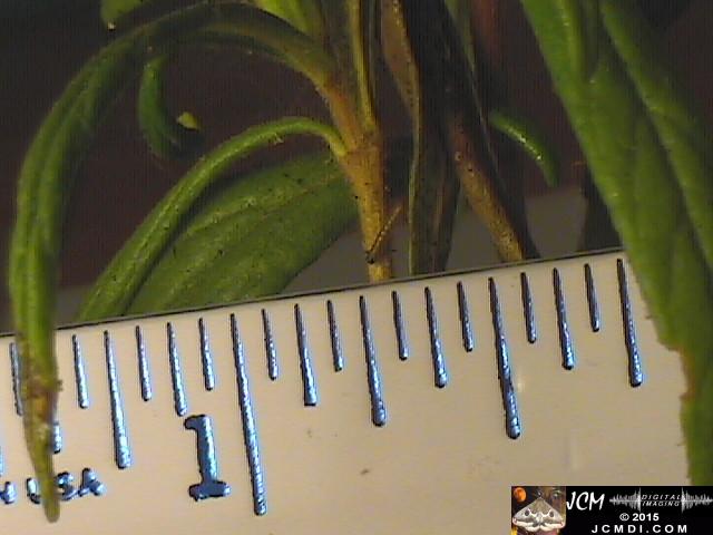 Chalcedon Checkerspot (Euphydryas chalcedona) tiny 1st instar larvae and rearing container